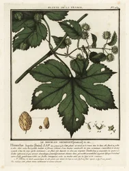 Lúpulo común, Humulus lupulus.
