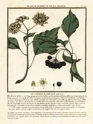 Hiedra común, Hedera helix