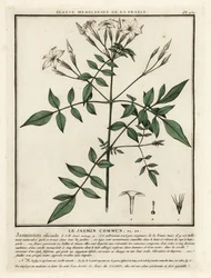 Jazmín común, Jasminum officinale.