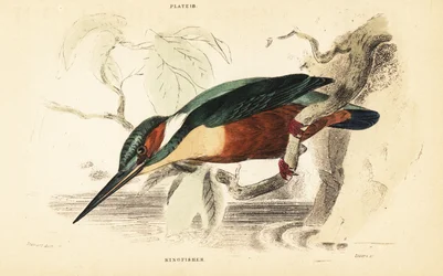 Martín pescador común, Alcedo atthis. 1889 (grabado)