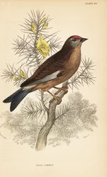 Pardillo común, Linaria cannabina, posado en una rama.1889 (grabado)