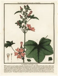 Malva común, Malva sylvestris.