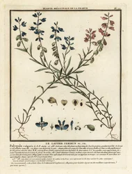 La lechetrezna común, Polygala vulgaris.