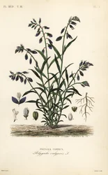 Polígala común, Polygala vulgaris