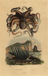 Pulpo común, Octopus vulgaris 1, y caracol marino, Dicathais orbita 2