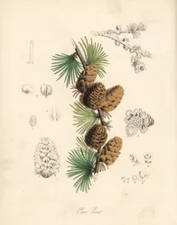 Alerce común o europeo - Alerce blanco, Larix decidua (Larix europaea), hoja, rama y piña. Zincografía coloreada a mano de C. Chabot dibujada por Miss M. A. Burnett de su "Plantae Utiliores: or Illustrations of Useful Plants", Whittaker, Londres.