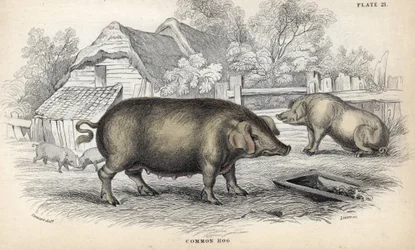 Cerdo común (Sus domestica) en una pocilga. Grabado en cobre de William Lizars, basado en un dibujo de James Stewart, publicado en la Naturalist Library: mammals, pachyderms and quadrupedes with fine skin, editada por W. H. Lizars, en Edimburgo, Escocia.