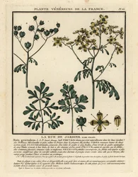 Ruda común, Ruta graveolens.