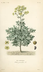 Ruda común o hierba de la gracia, Ruta graveolens