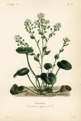 Cochlearia, Cochlearia officinalis