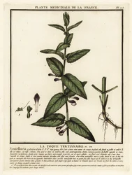 Scutellaria común, Scutellaria galericulata.