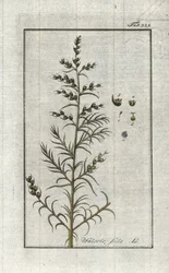 Sosa común (Salsola soda). Litografía de "Afbeelding der Artseny-Gewassen" de Johannes Zorn (1739-1799), Países Bajos.