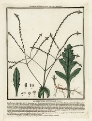 Verbena común, Verbena officinalis.