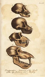 Anatomía comparada de los cráneos del simio, el babuino y el mono - Grabado en cobre coloreado a mano del Universal System of Natural History de Ebenezer Sibly, Londres.