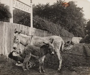 Composición de dos burros, c 1909