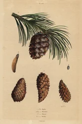Conos del pino rastrero, Pinus mugo 1, pino de Alepo, Pinus halepensis 2-4, pino resinero, Pinus rigida 5, y pino suizo, Pinus cembra 6