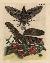 Esfinge del convolvulus, Agrius convolvuli, oruga y pupa con correhuela, Convolvulus arvensis