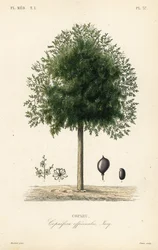 Árbol de copaiba, Copaifera officinalis