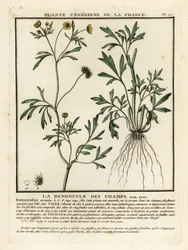 Ranúnculo de maíz, Ranunculus arvensis.