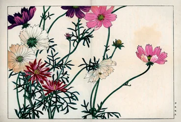 Especies de Cosmos con diferentes colores, del blanco al rosa. Cosmos, Cosmos bipinnatus. Grabado en madera coloreado a mano de la obra de Konan Tanigami "Seiyou Sokazufu" (Álbum pictórico de plantas y flores occidentales: otoño-invierno), Unsodo, Kioto.