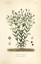 Hierba de vaca, Vaccaria hispanica, Vaccaria sessilifolia