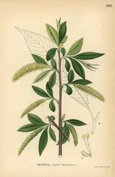 Sauce frágil, Salix fragilis