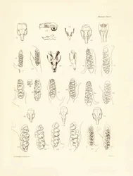 Grullas y dientes de varios tipos de roedores descritos por Charles Darwin durante su viaje de exploración a bordo del Beagle. Lámina de "The Zoology of the voyage of H.M.S. Beagle under the command of Captain Fitzroy during the years 1832 to 1836 edited a