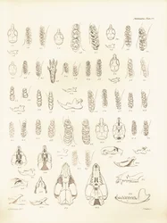 Grullas y dientes de varios tipos de roedores descritos por Charles Darwin durante su viaje de exploración a bordo del Beagle. Lámina de "The Zoology of the voyage of H.M.S. Beagle under the command of Captain Fitzroy during the years 1832 to 1836 edited a
