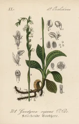 Creeping Goodyere - Creeping ladys-tresses, Goodyera repens. Litografía coloreada a mano de la Flora alemana (Flora von Deutschland) de Diederich von Schlechtendal, Jena.