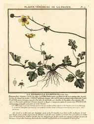 Ranúnculo rastrero, Ranunculus repens.