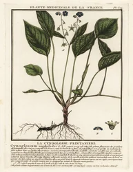 Navelwort rastrero, Omphalodes verna.