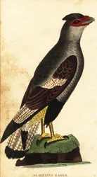 Caracara crestada, Caracara plancus. ,1800 (grabado)