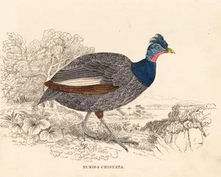 Gallina crestada, Guttera pucherani (Numida cristata). Grabado en acero coloreado a mano de la Galería de Historia Natural de Georg Friedrich Treitschke, Naturhistorischer Bildersaal des Thierreiches, Liepzig.