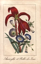 Amarilis carmesí y gloria de la mañana enana, Hippeastrum y Convolvulus tricolor