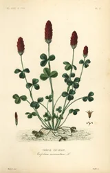 Trébol carmesí o trébol italiano, Trifolium incarnatum