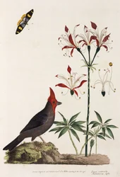 Piquituerto, lirio y mariposa