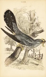 Cuco, Cuculus canorus, con una oruga en el pico. 1889 (grabado)