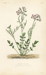 Cardamina de los prados
