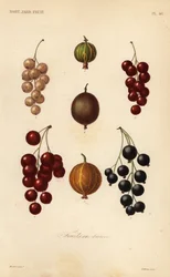 Grosellas y bayas, fruits en baies