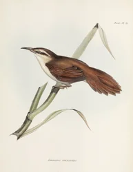 Cazador de cañas de pico curvo, Argentina, c 1832-1836