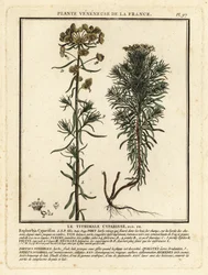 Ciprés expurgo, Euphorbia cyparissias.
