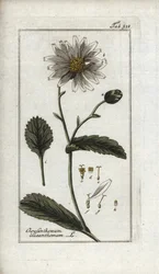 Margarita (Leucanthemum vulgare). Litografía de "Afbeelding der Artseny-Gewassen" de Johannes Zorn (1739-1799), Países Bajos.