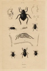 Escarabajos oscuros, especies de Pimelia