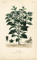 Belladona, Atropa belladonna, Belladone