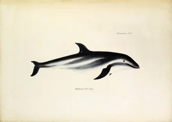 Delphinus Fitz-Royi Delfín negro o Fitzroy por el nombre del capitán Robert Fitzroy del Beagle. Lámina de "The zoology of the voyage of H.M.S. Beagle. described by John Gould, with notice of their habits by Charles Darwin".