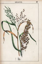 Descripción del cereal: arroz y mijo. Cromolitografía en "Recueil d
