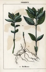 Descripción de la planta anual mercuriale, flores, frutos y raíces.