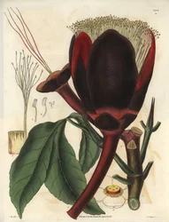 Descripción de la gran flor de color chocolate oscuro de la planta del Pecanero, que produce frutos secos comestibles, las nueces pecanas. Planta originaria de Sudamérica. Ilustración de Wiliam Jackson Hooker (1785-1865), botánico y escritor británico, pro