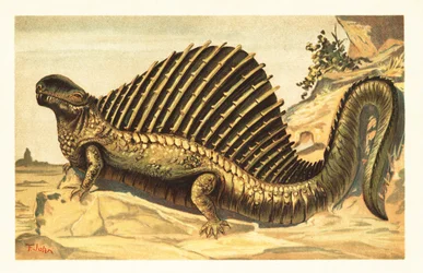 Dimetrodon limbatus con su distintiva vela neural1908 (litografía)