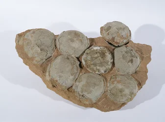 Huevos de dinosaurio, encontrados en la provincia de Henan, China, Período Cretácico Superior